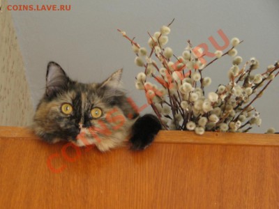 Поздравляю с Днём Св.Трифона !!! - murka.JPG