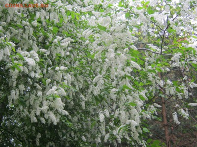 ФОТО - просто фото. Те что получились удачными. - IMG_3636[1].JPG