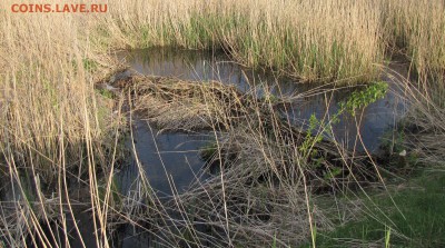 делает - прямо сейчас !!! - IMG_1009.JPG