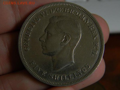 крона 1951 - DSCN0202.JPG