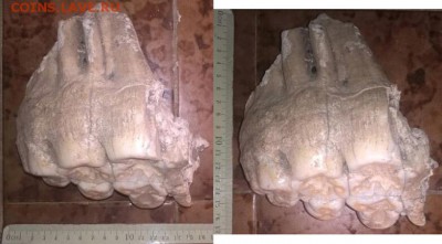 Фрагмент крупной окаменелой челюсти. Опознание. - fosil_3