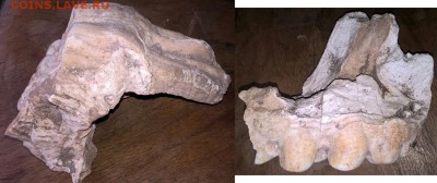 Фрагмент крупной окаменелой челюсти. Опознание. - fosil_2
