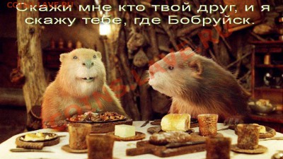 "Ф Бабруйск, Животное!" Творческий конкурс! 16.02.11 в 20:00 - Бобры )