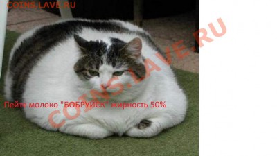 "Ф Бабруйск, Животное!" Творческий конкурс! 16.02.11 в 20:00 - аплровадрп