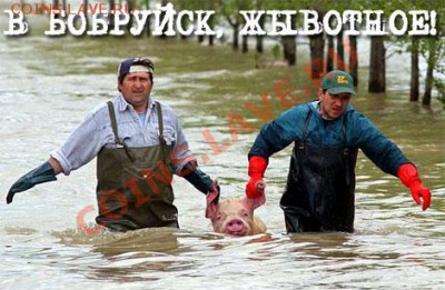"Ф Бабруйск, Животное!" Творческий конкурс! 16.02.11 в 20:00 - Bobruisk_swine
