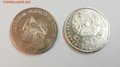 Родное фото, как получилось - Колпица