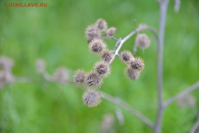 ФОТО - просто фото. Те что получились удачными. - 2t8df2REQXQ