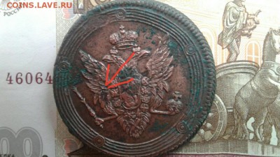 Непонятное оперение перья больше смотрят в верх в нижней части крыльев,корона большая - image-0-02-05-40d93a8e18bf40351a47da67efcbece87fbceca7f1aa4dcd97701c5986de111d-V