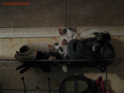 делает - прямо сейчас !!! - IMG_0215.JPG