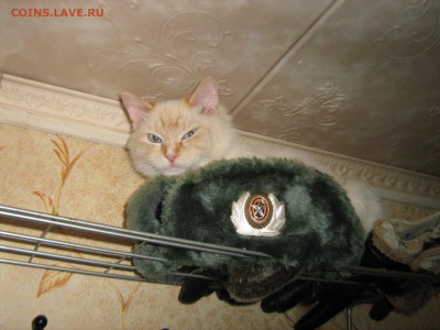 делает - прямо сейчас !!! - IMG_0236.JPG