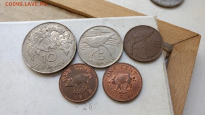 Бермуды Фикс до 07.07 - IMG_20170706_141917148