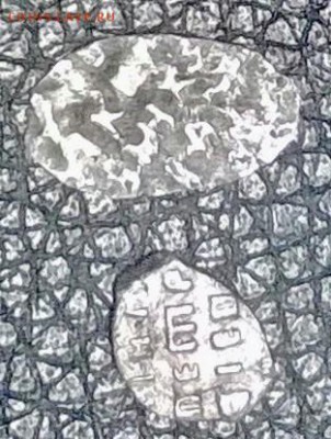 Две чешуйки - WP_20170709_004