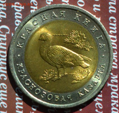 КК 1992 Краснозобая казарка №2 до 12.07 в 22:10 - казарка а