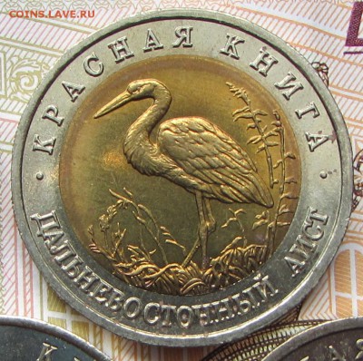 КК Дальневосточный Аист 50 р. 1993 г. до 18.07.17 г. 21:00 - IMG_5028.JPG