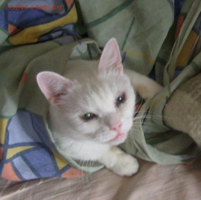 Сегодня День Кошек! - Безымянный.JPG