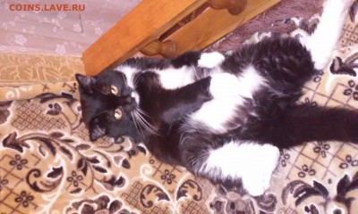 Сегодня День Кошек! - 20151205_185246