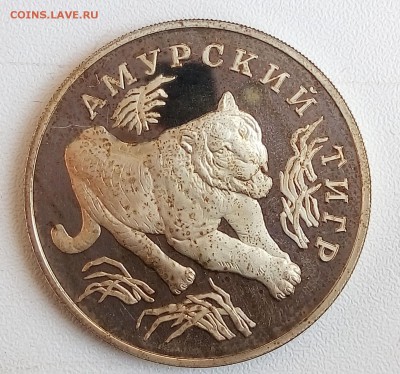 КК,тигр,С 200!!!до 16.08 - P_20170804_160212_SRES_1