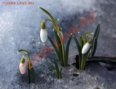 Весна идет! Весне дорогу! - IMG_0089