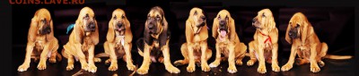 Щенки породы Сhien DE Saint-Hubert(BLOODHOUND)  ФИКС - КОЛЛАЖ