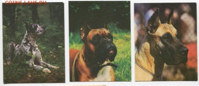 Карманные календарики до 22-08-2017 до 22-00 по Москве - Собаки А