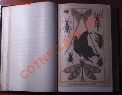 Книга Д. Шарп Насекомые 1910г - P1030443.JPG