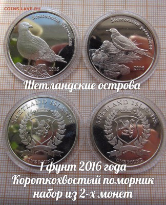 Шетландские острова 2016 Птицы Короткохвостый поморник.До23. - э2