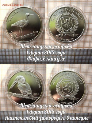 Шетландские острова 2015 Птицы Зимородок и Фифи. До 23 - э