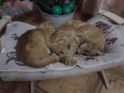 делает - прямо сейчас !!! - IMG_5143.JPG