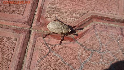 Цветы и насекомые - DSC_1186.JPG