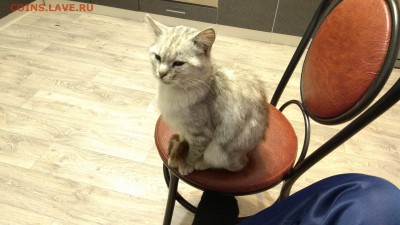 делает - прямо сейчас !!! - IMG_20170905_192703-3120x1755