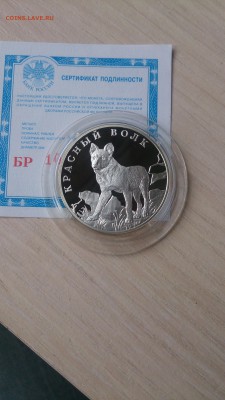 Красная книга 2005 Красный волк до 12.09. 22.00 - DSC_0910.JPG