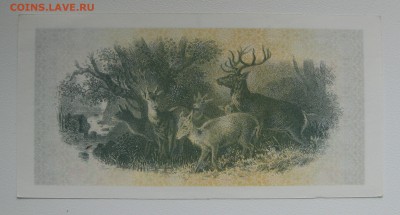 Чек Татарстана aunc, Олени , до 12.09 - IMG_0406.JPG