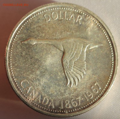 С 1 РУБ. КАНАДА 1 доллар 1967г. ГУСЬ. 100-летие  до 22.09 - IMG_8412.JPG