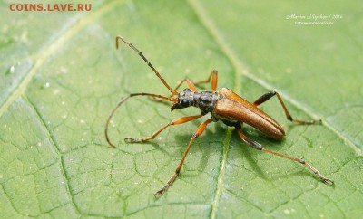 Усач меридиональный (Stenocorus meridianus) - 579252_original