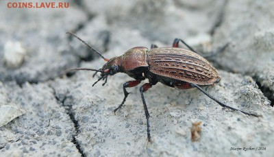 Жужелица решётчатая (Carabus cancellatus) - 565486_original