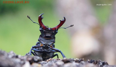 Жук-олень (Lucanus cervus) - 341302_original