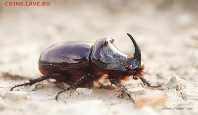Жук-носорог (Oryctes nasicornis) - 573327_original