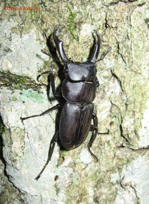 Цветы и насекомые - 800px-Dorcus_rectus_01.JPG