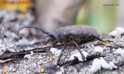 Толстяк ивовый (Lamia textor) - 362067_original