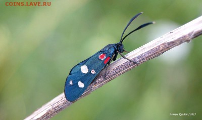 Пестрянка изменчивая Zygaena ephialtes - 458785_original