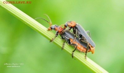 Мягкотелка деревенская Cantharis rustica - 589703_original