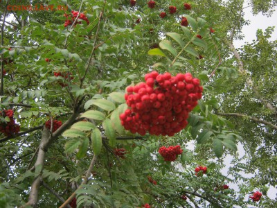 Стихи на заданную тему - IMG_4106[1].JPG