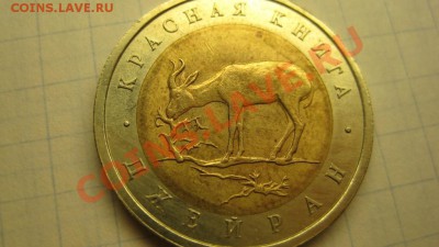 ДЖЕЙРАН - IMG_0549.JPG