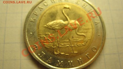 ФЛАМИНГО - IMG_0550.JPG