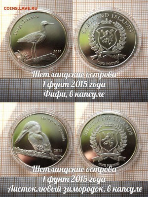 Шетландские острова 2015 Птицы Зимородок и Фифи.До3.10. - ю2