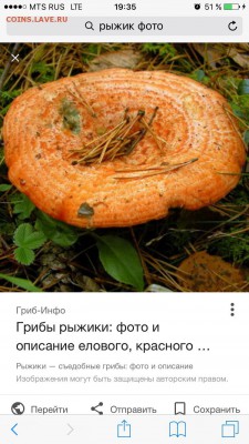 Опытные грибники! Отзовитесь! - Рыжик