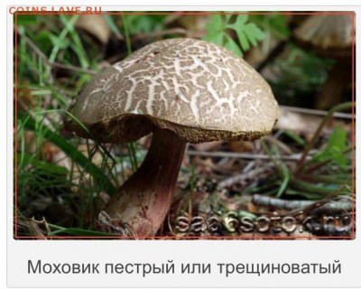 Опытные грибники! Отзовитесь! - Моховик пестрый