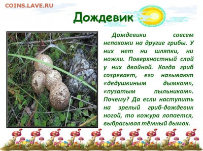 Опытные грибники! Отзовитесь! - 0015-015-Dozhdeviki-sovsem-nepokhozhi-na-drugie-griby