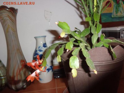 ФОТО - просто фото. Те что получились удачными. - DSC06695.JPG