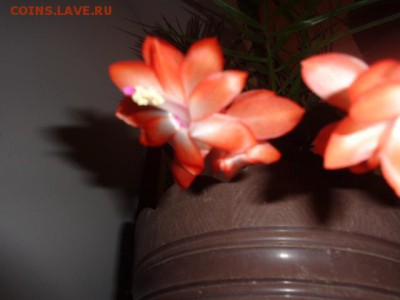 ФОТО - просто фото. Те что получились удачными. - DSC06698.JPG